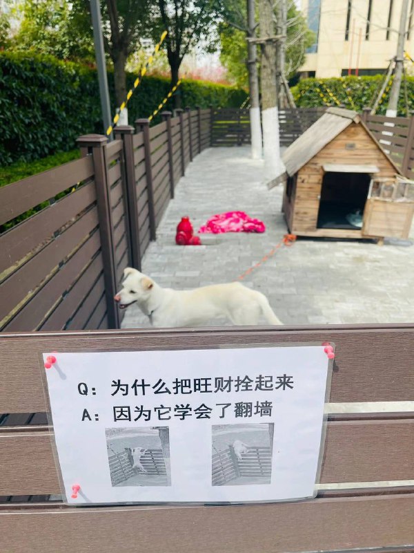 #狗狗#狗狗