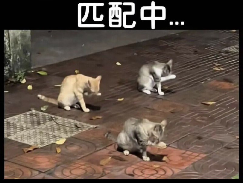 #猫猫