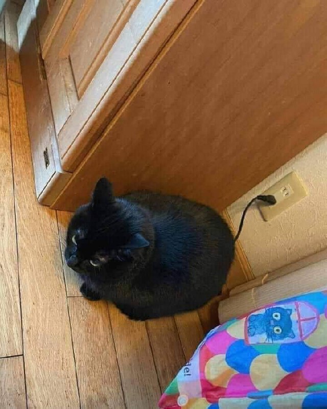 充电 #猫猫