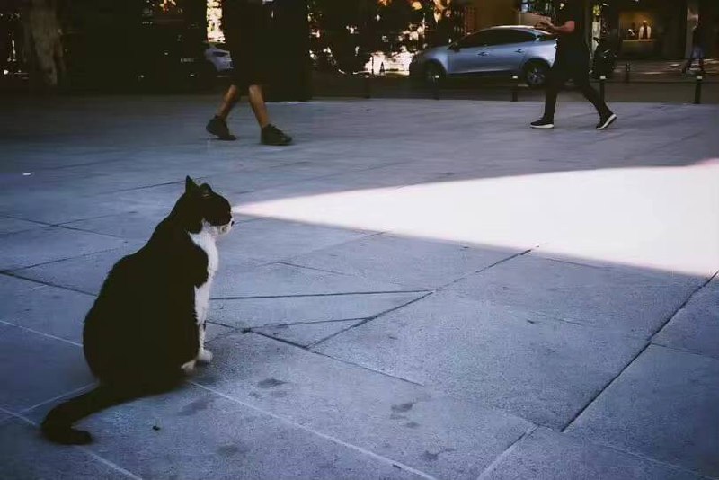 #猫猫 射线！