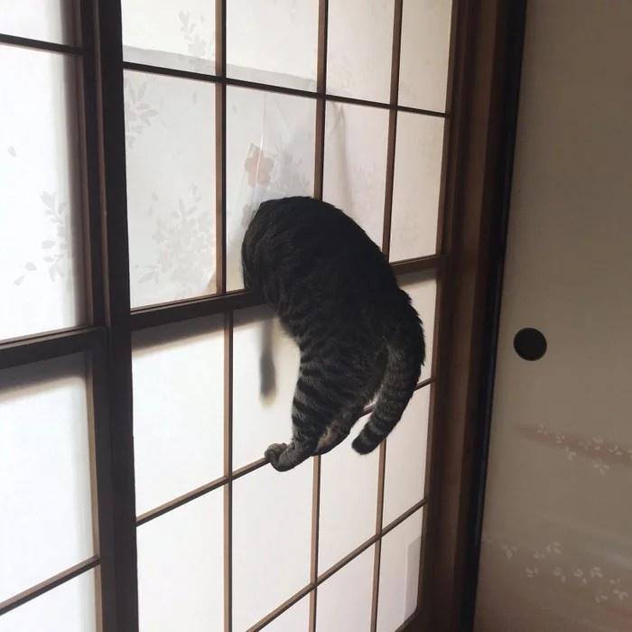 #猫猫