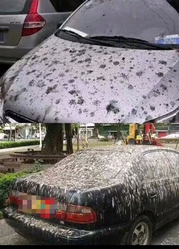 为什么鸟屎在白车上是黑色，在黑车上是白色？为什么鸟屎在白车上是黑色，在黑车上是白色？