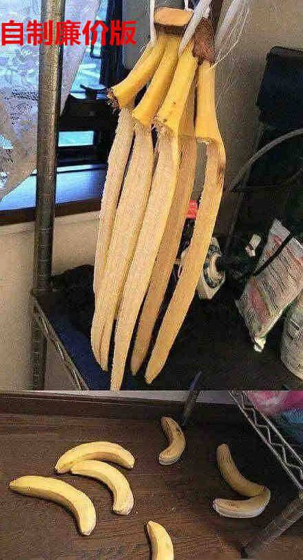 据说香蕉挂起来会熟得慢  哈哈救命啊据说香蕉挂起来会熟得慢  哈哈救命啊