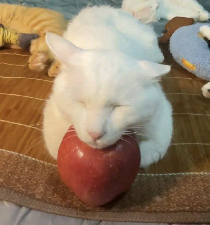 苹果垫脑#猫猫