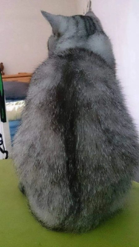 #猫猫#猫猫