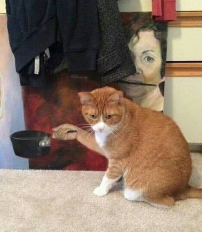 #猫猫