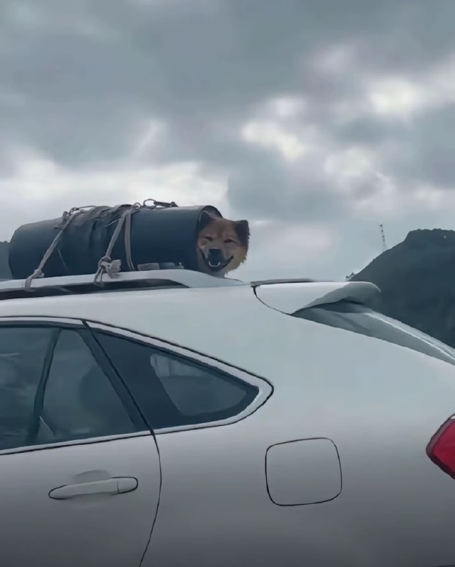 第一批春运回家的狗子们😅#狗狗第一批春运回家的狗子们😅#狗狗