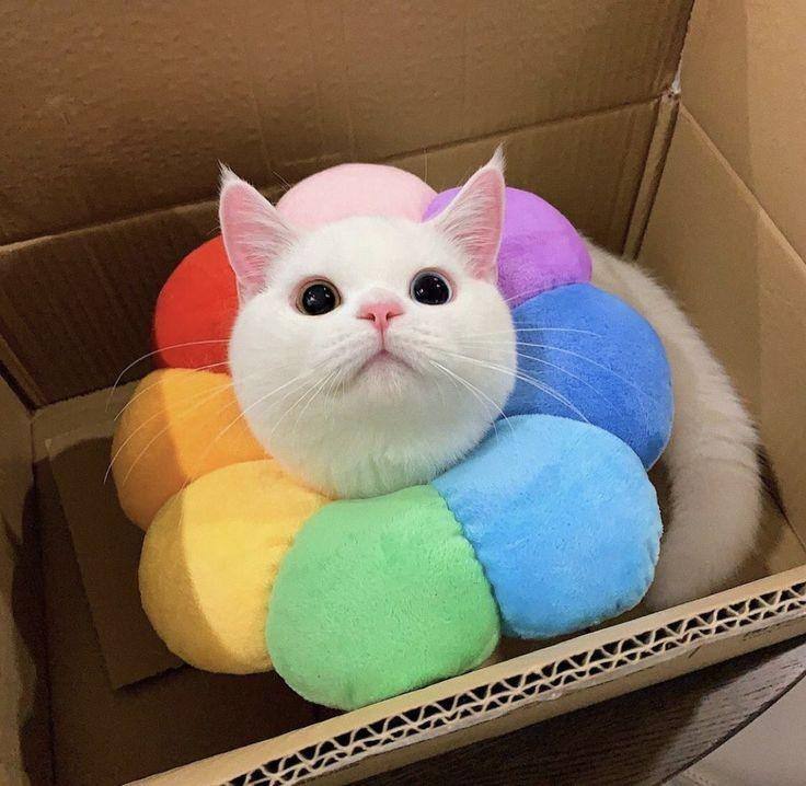 #猫猫