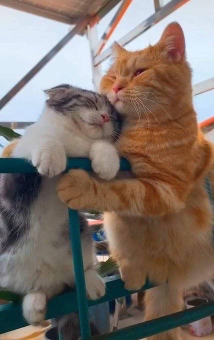 #猫猫