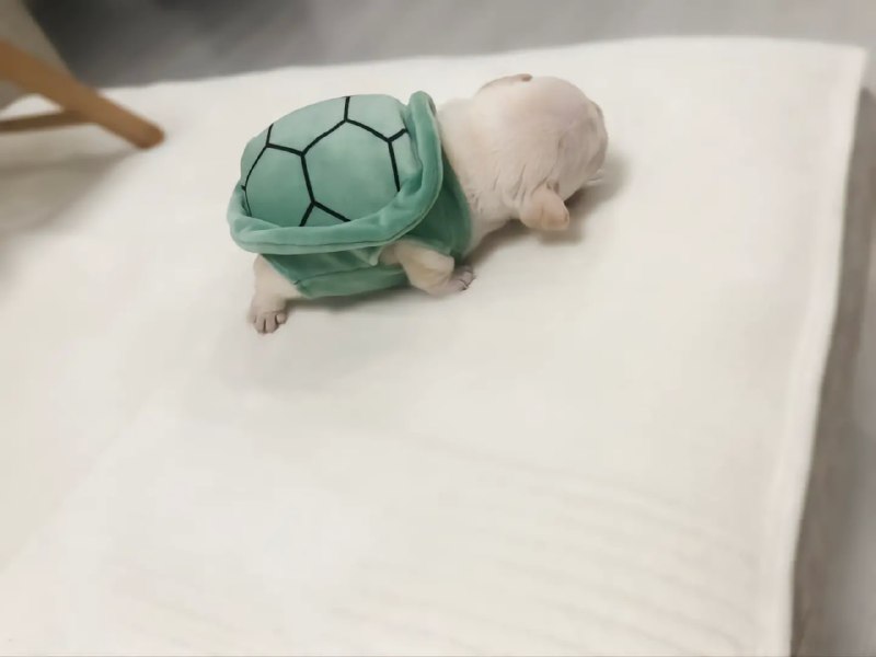 #狗狗#狗狗