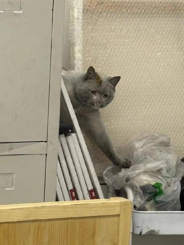 😅#猫猫😅#猫猫