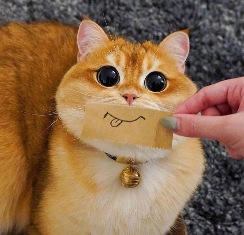 #猫猫#猫猫