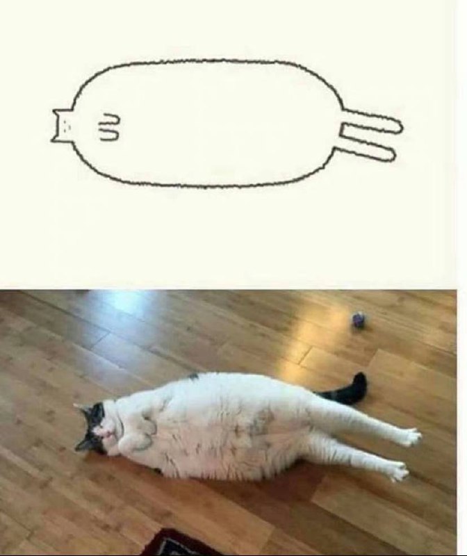 #猫猫