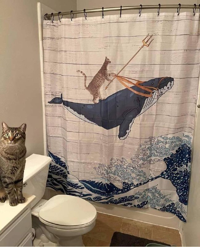 #猫猫