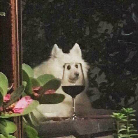 #猫猫 #狗狗#猫猫 #狗狗