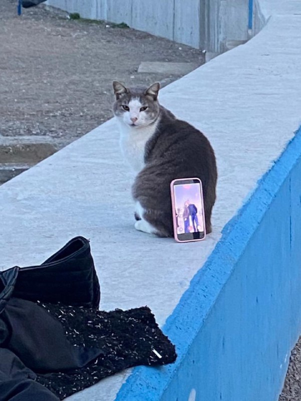 感谢猫猫感谢猫猫